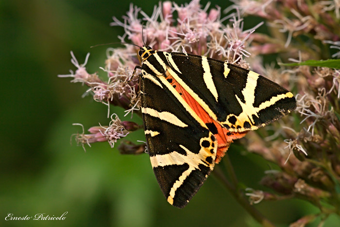 Euplagia quadripunctaria